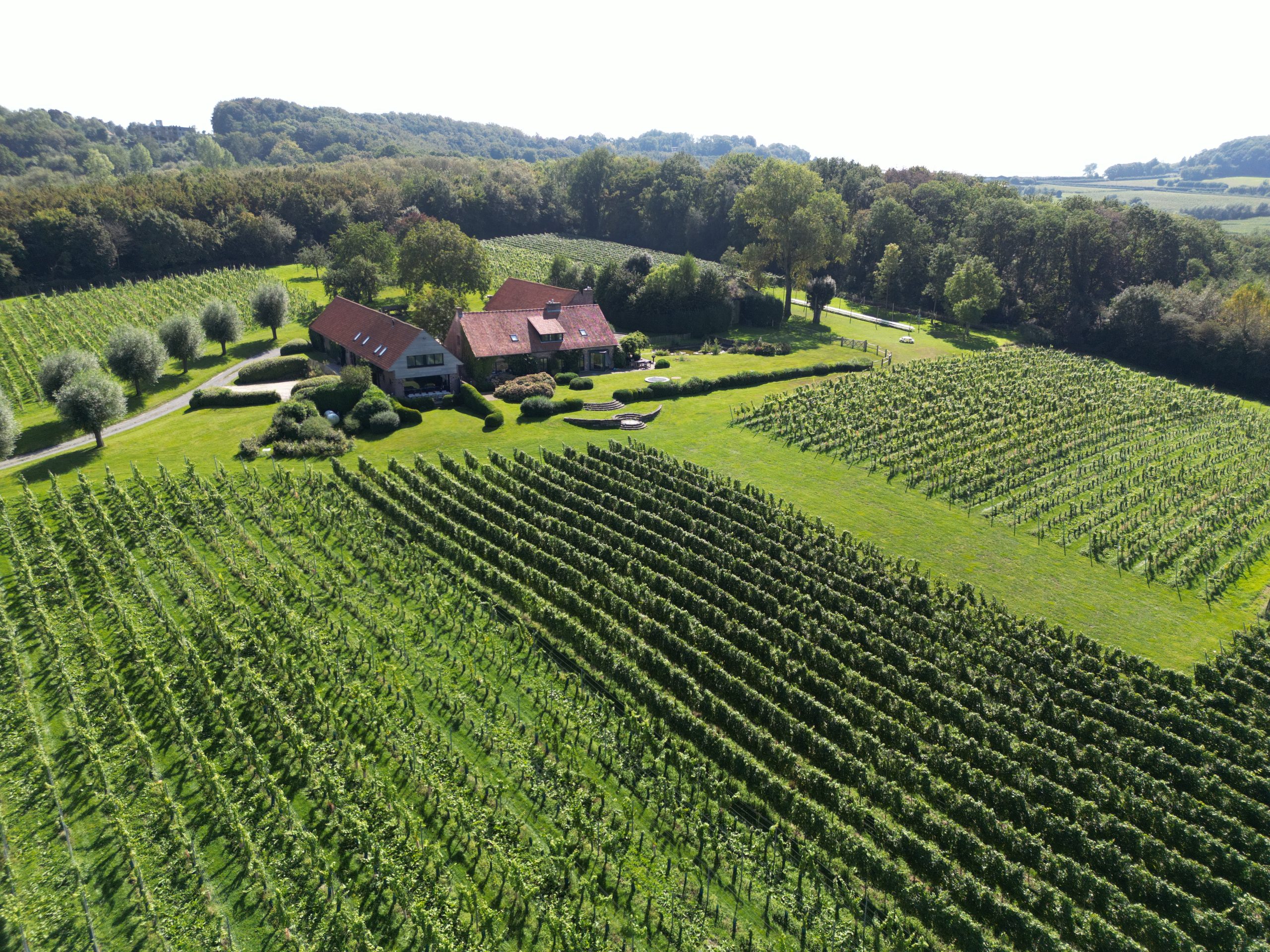 wijnvelden op het wijndomein heerlyckheyt roonen bergh in westouter